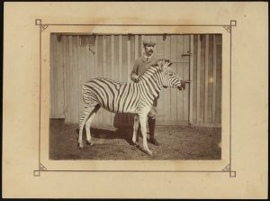 James Cossar Ewart with a Burchell’s zebra ‘Matopo’, c.1899. Coll-14/4/6