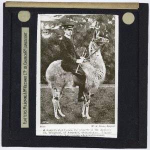 Roslin glass slides, Anthony Wingfield riding a llama. Coll-1434/1695