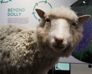 Towards Dolly’ exhibition, image courtesy of the Digital Imaging Unit, University of Edinburgh